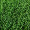Winter Green Cover Crop Mix