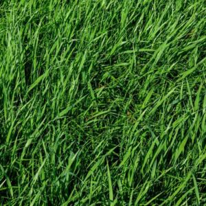 Winter Green Cover Crop Mix