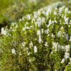 Winter Savory