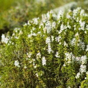 Winter Savory
