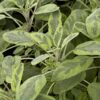 Woodcote Sage