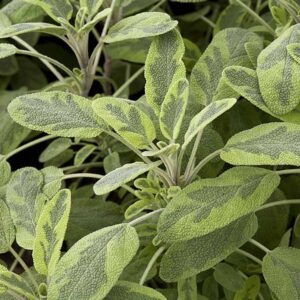 Woodcote Sage
