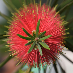 Woodlander's Hardy Red Bottlebrush