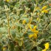Woolly Jerusalem Sage