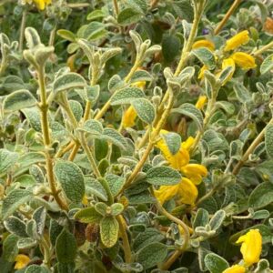 Woolly Jerusalem Sage