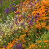 Xeriscape Western Wildflower Mix
