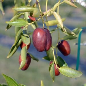 Xian Beauty™ Jujube