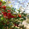 Yaupon Holly
