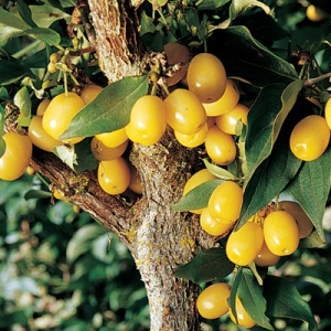 Yellow Cornelian™ Cherry Tree