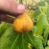Yellow Lebanese Fig
