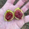Yellow Neches Fig