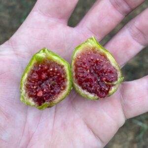 Yellow Neches Fig