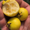 Yellow Strawberry Guava