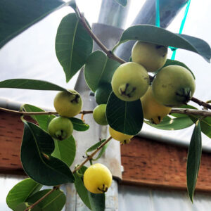 Alternative view of Yellow Strawberry Guava
