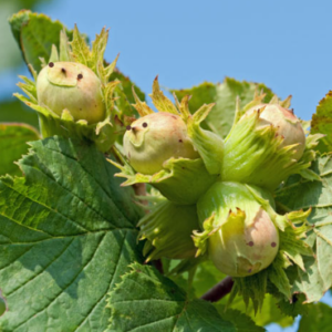 York Hazelnut