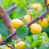 Zard Apricot Tree