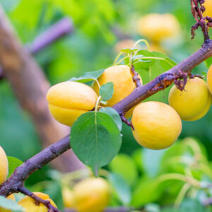 Zard Apricot Tree