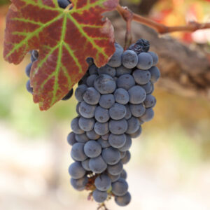 Zinfandel Wine Grape