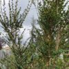 Boxleaf Azara