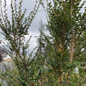 Boxleaf Azara