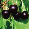 Bianco Rosato di Piemonte Cherry