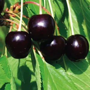 Bianco Rosato di Piemonte Cherry