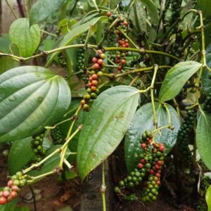 Black Pepper Vine