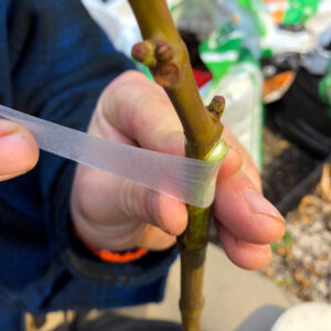Buddy Tape Grafting and Budding Tape