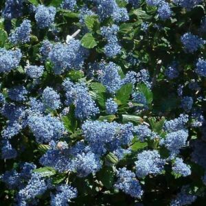 Neighbor Dan's Treeanothus Ceanothus
