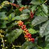 Coffee Plant