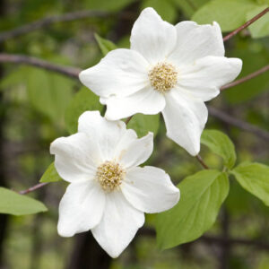 Pacific Dogwood