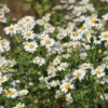 Feverfew