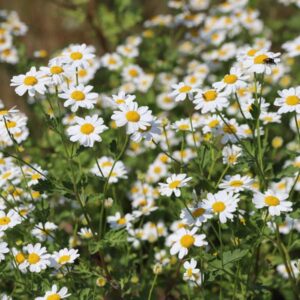 Feverfew