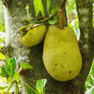 Jackfruit