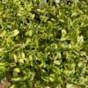 Lemon Ice Ceaonthus