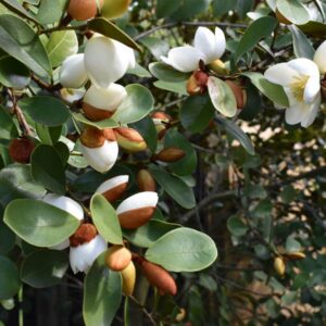 Magnolia laevifolia