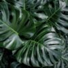 Monstera deliciosa