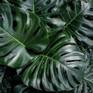 Monstera deliciosa
