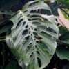 Monstera esqueleto