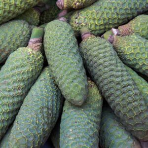 Monstera deliciosa fruit