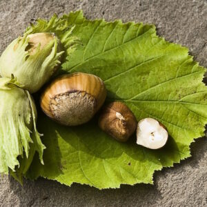 Tonda Di Giffoni Hazelnut Tree