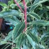 Spring Frost Variegated Madrone