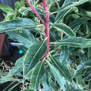 Spring Frost Variegated Madrone