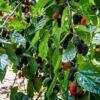 Tea's Weeping Mulberry