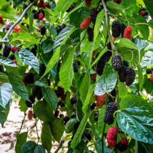 Tea's Weeping Mulberry