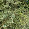 Variegated Azara