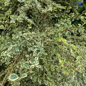 Variegated Azara
