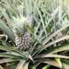White Jade Pineapple