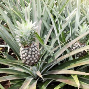White Jade Pineapple