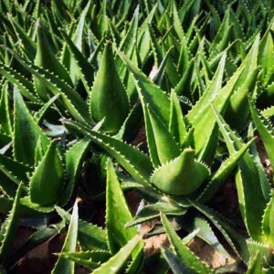 Aloe